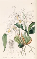 Coelogyne cristata
